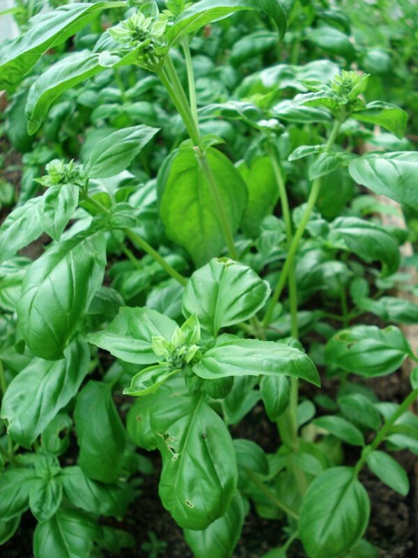 basil, herbs, spices, green basil, basil, basil, basil, basil, basil