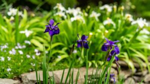 How To Grow Iris