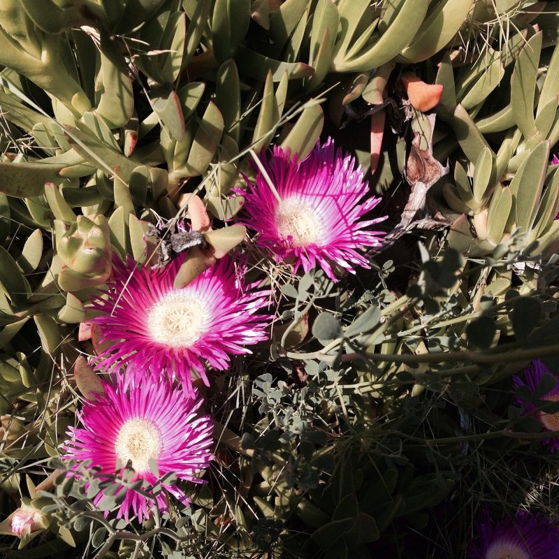 carpobrotus, spp, ventimiglia