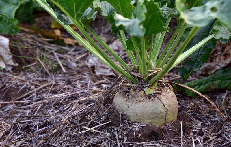 sugar beet, turnip, agriculture, vegetables, fields, nourishment, nature, food, field, fall, rural, sugar, in the earth, sugar beet, sugar beet, sugar beet, sugar beet, sugar beet, turnip
