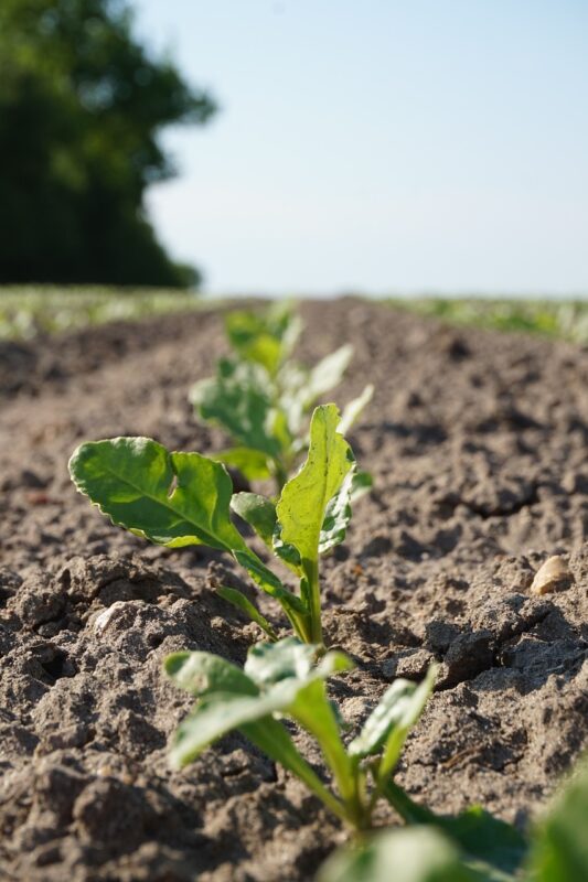 sugar beet, field, seedlings, spring, nature, arable land, agriculture