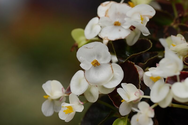 white, begonia, flower wallpaper, beautiful flowers, flowers, nature, flower background, flora, close up