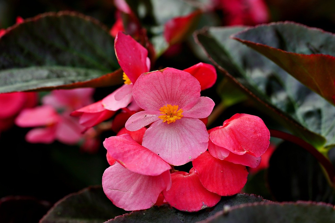 Begonias