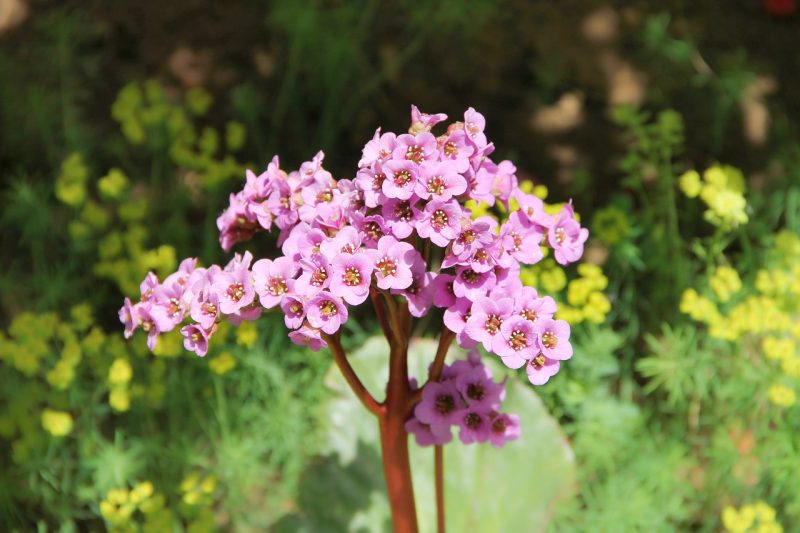 bergenie, wrapwort, saxifrage