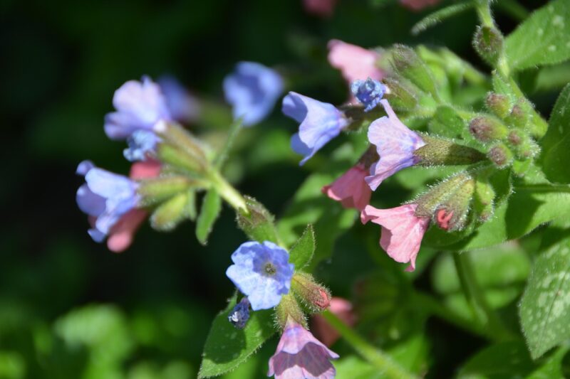 pulmonaria, nature, flower, lungwort, flowers, beautiful flowers, flora, plant, blue blossom, pink, macro, flower wallpaper, blossom, spring, flower background, bloom, pulmonaria, lungwort, lungwort, lungwort, lungwort, lungwort