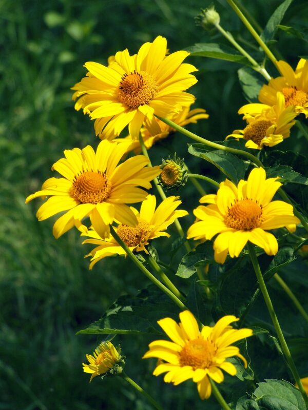 stick-leaf farkasfog, flower, flower wallpaper, biden in ferulifolia, beautiful flowers, yellow, balcony gold, flower background, flowers, open, garden, joy, nature