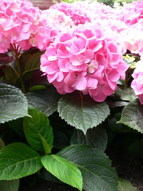 Bigleaf Hydrangeas (Hydrangea macrophylla)