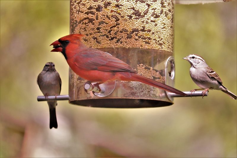 cardinal, red bird, male