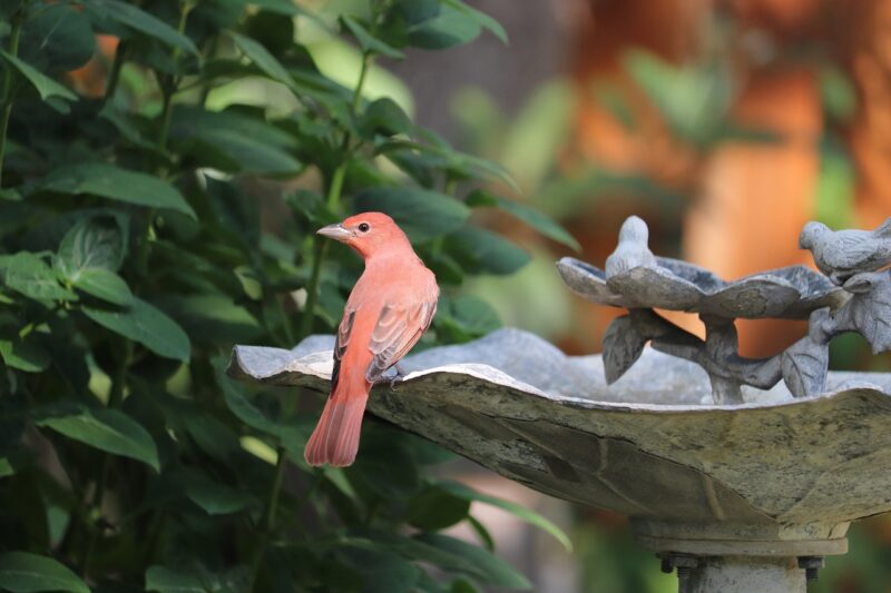 bird, birdbath, plants