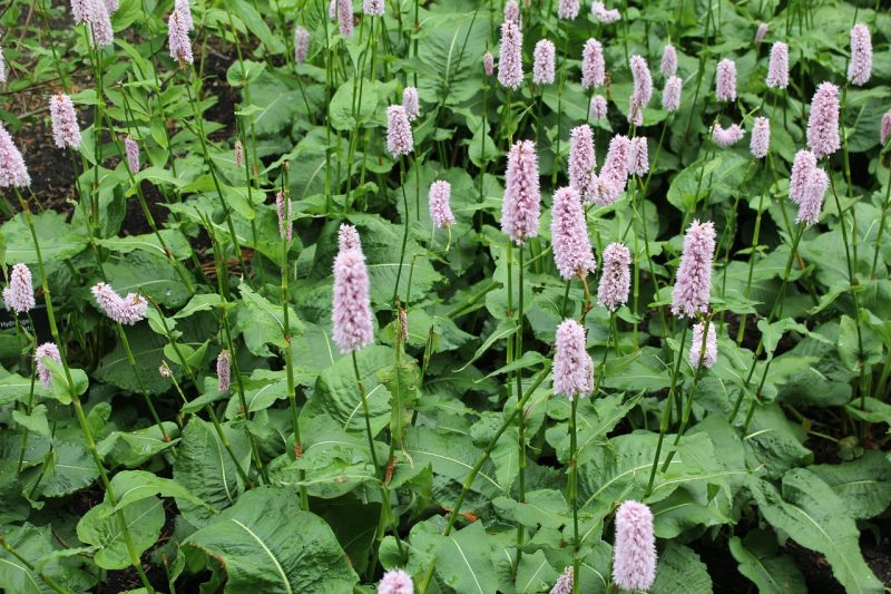 persicaria, common bistort, flower