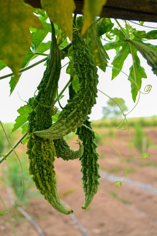 bitter gourd, bitter, food, vegetables, farm, agriculture, plant, green, farming, fresh, nature, bitter gourd, bitter gourd, bitter gourd, bitter gourd, bitter gourd