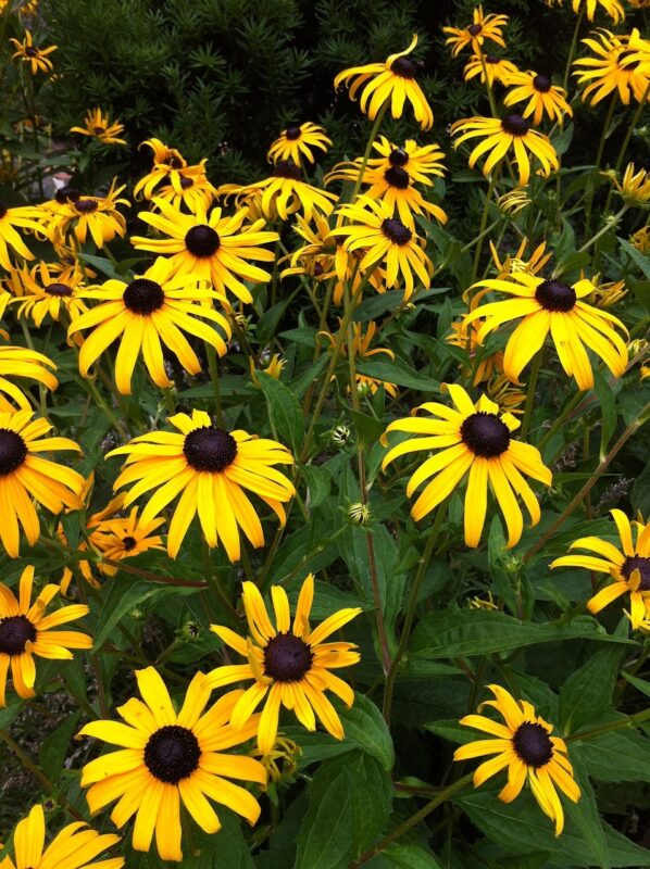 garden, yellow, bloom, nature, blossom, summer, daisy, plant, black eyed susan, black eyed susan, black eyed susan, black eyed susan, black eyed susan, black eyed susan
