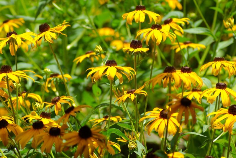 arkansas black-eyed susans, flower background, arkansas, blackeyed, susan, nature, summer, yellow, beautiful flowers, flower, flower wallpaper, bloom, flora, blossom, black, rudbeckia, plant, black-eyed, outdoor, botany, petal, garden, blooming, floral