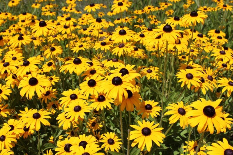 black eyed susan, flowers, yellow flowers, flower background, rudbeckia, bloom, flower wallpaper, summer, perennial, yellow, beautiful flowers, nature