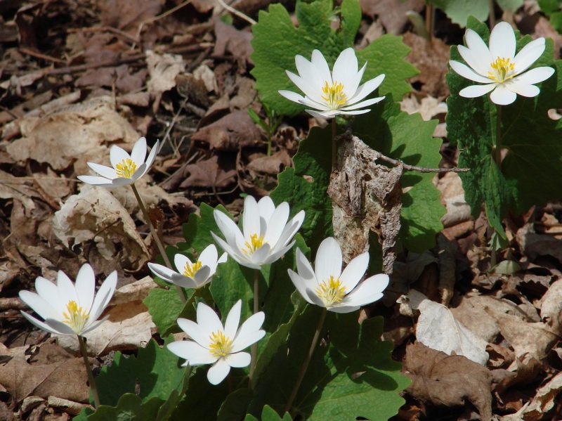 sanguinarea canadensis, bloodroot, wildflowers