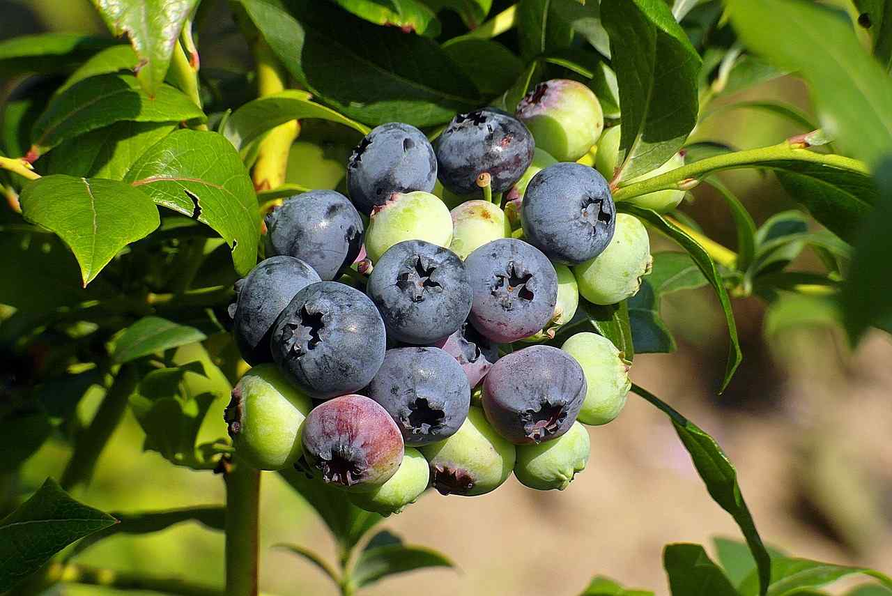 blueberry bush blueberry-4357175_1280