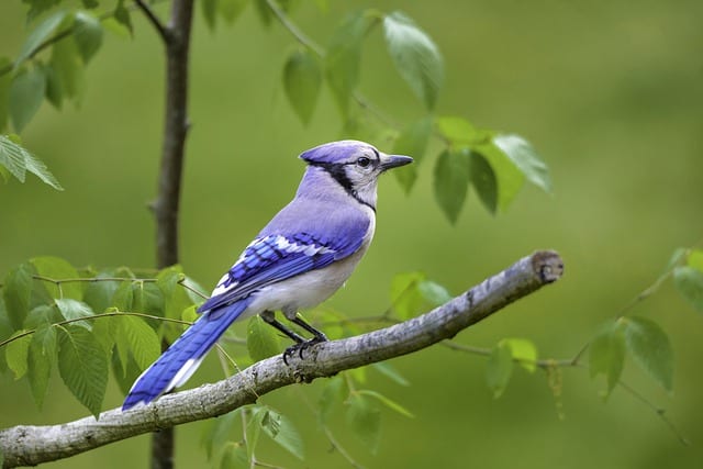 Blue Jay on Branch