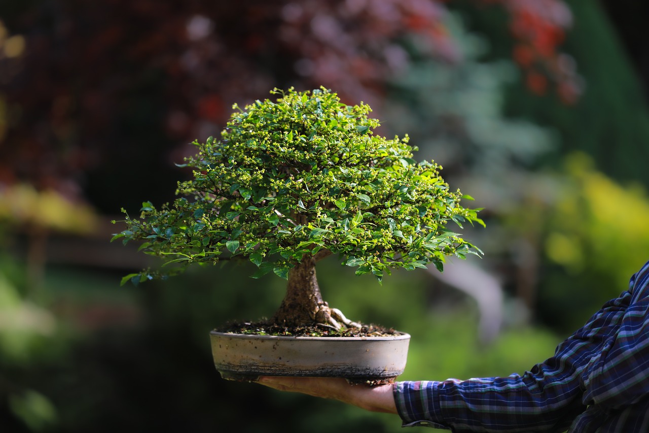 Bonsai bonsai, winged spindle, winged euonymus