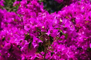 Desert Vine Plants