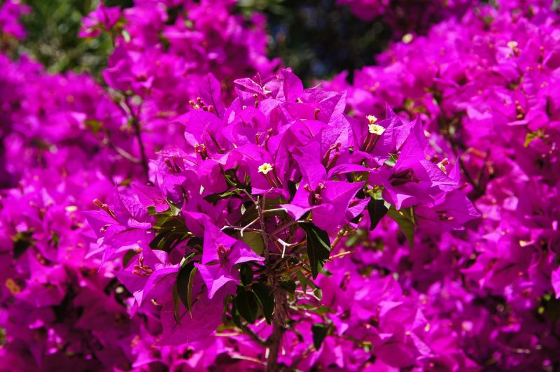 bougainvillea, purple, flowers