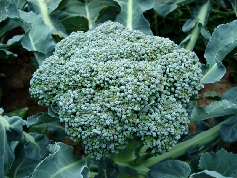 broccoli, vegetable, plant, fresh, harvest, produce, organic, green, food, natural, healthy, broccoli, broccoli, nature, broccoli, broccoli, broccoli