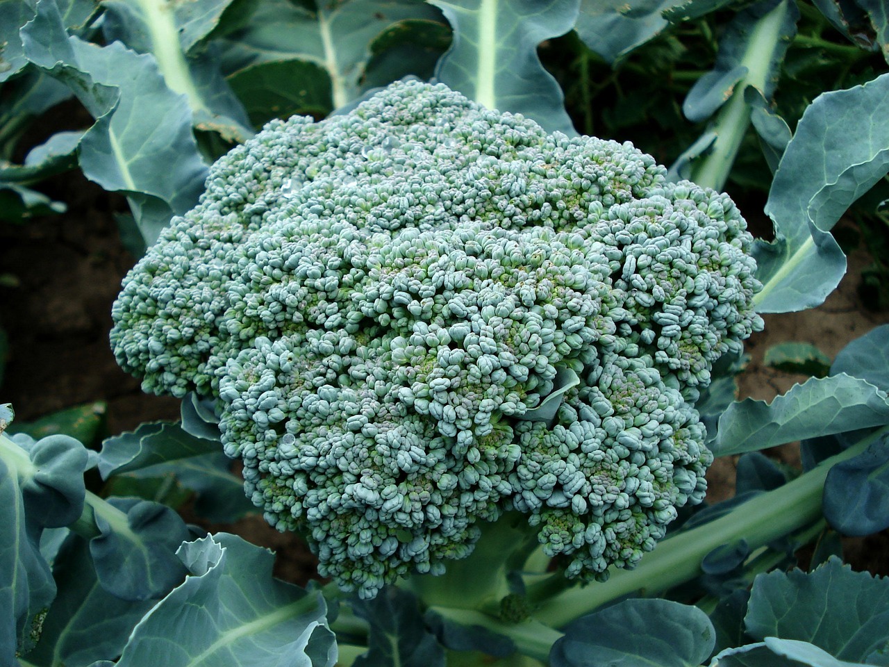 Growing Broccoli In Containers