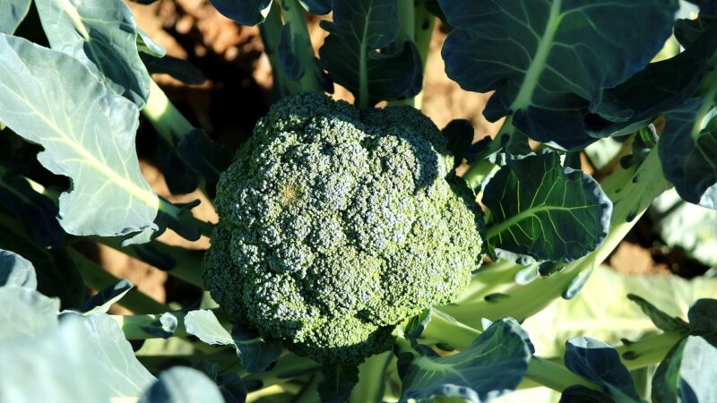 broccoli, brocoli, cauliflower, vegetable, crop, fresh vegetables, material, broccoli, broccoli, broccoli, broccoli, broccoli, brocoli, brocoli, cauliflower