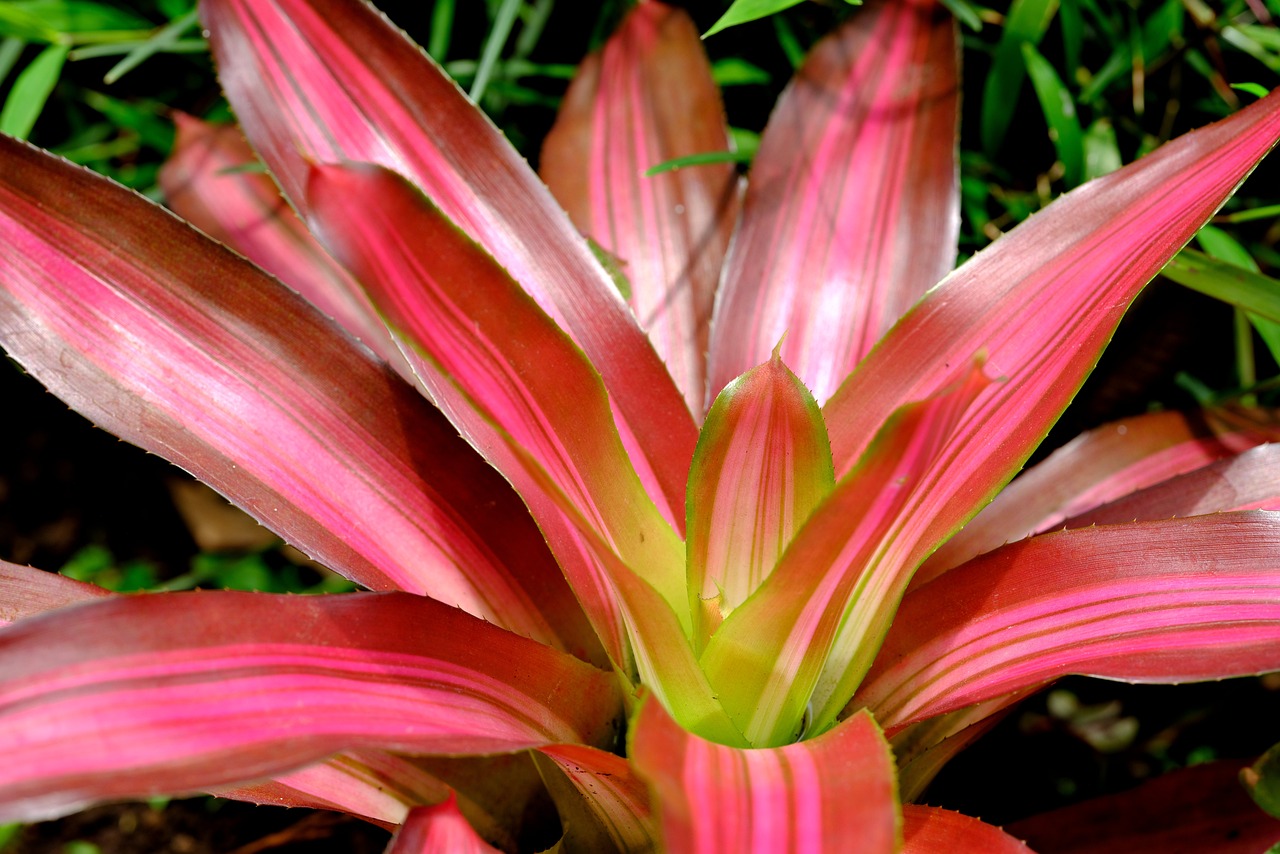 Bromeliad