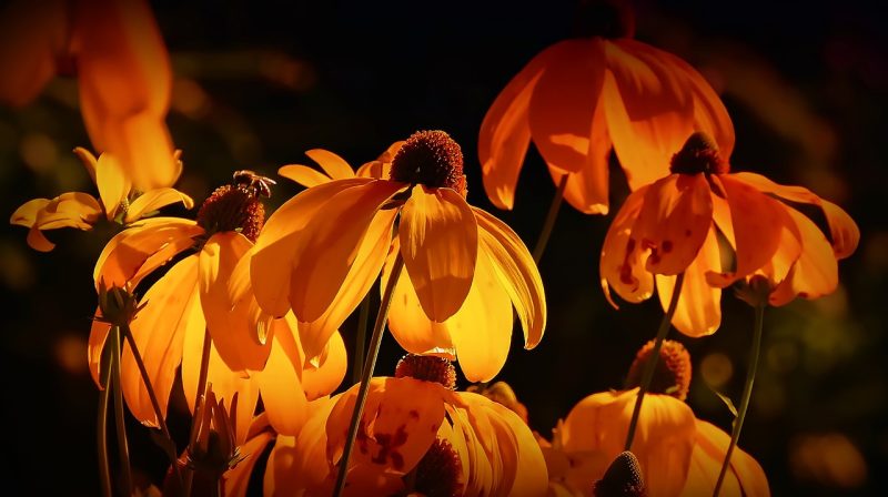 flowers, orange, orange petals