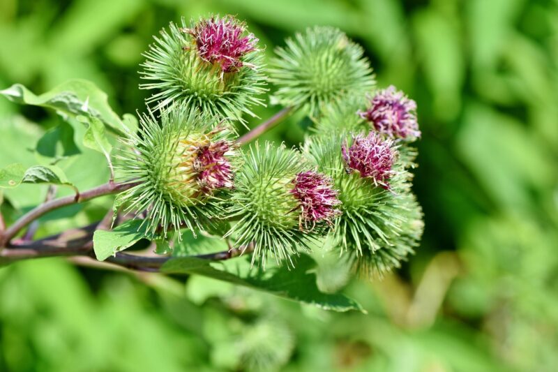 great burdock, burdock, arctium lappa, prickly, plant, bush, exotic, flora, nature, burdock, burdock, burdock, burdock, burdock