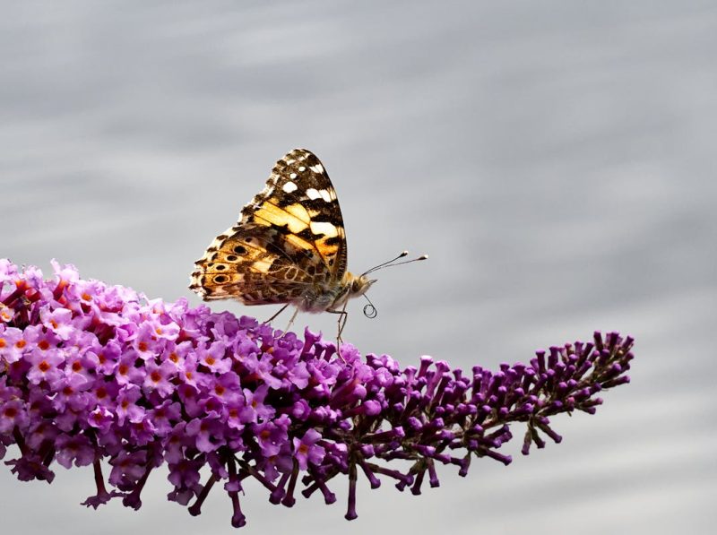 Small tortoiseshell butterfly perched on lilac.