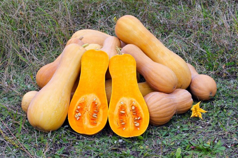 butternut squash, produce, gourd