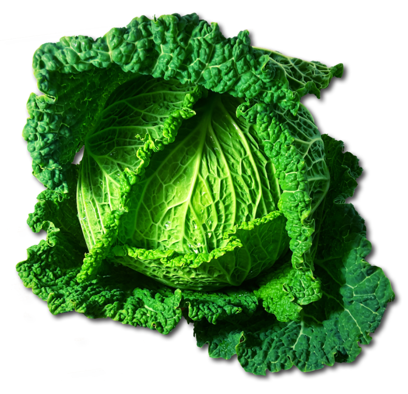 cabbage, savoy, vegetables, green, healthy, meal, food, savoy cabbage, cabbage, cabbage, cabbage, cabbage, cabbage