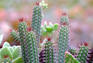 Desert Plants For Pots