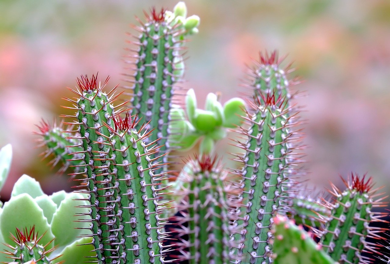 cactus, flora, flower