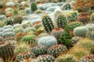 Propagating Cactus Plants