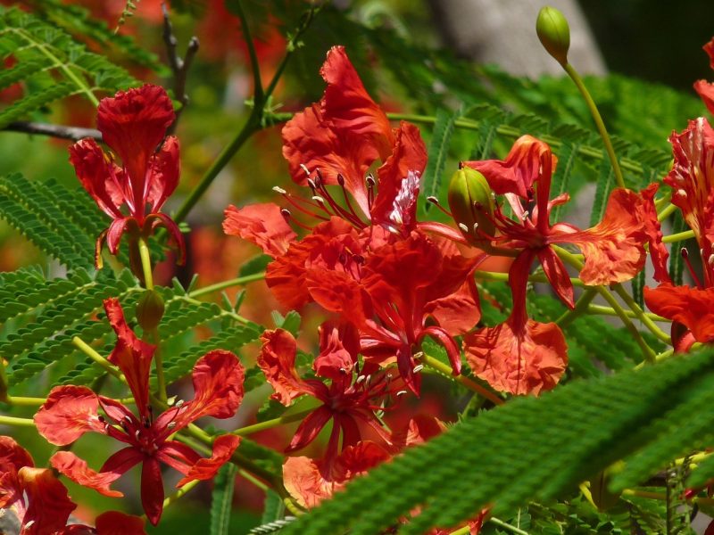 peacock, flowerd, reddish