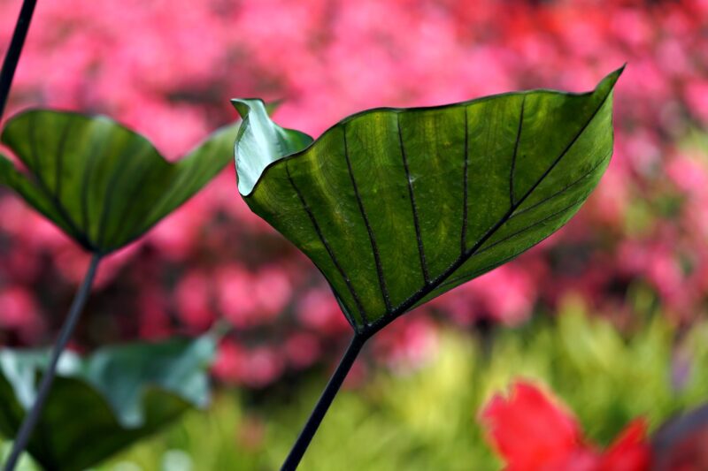 caladium, leaves, plant