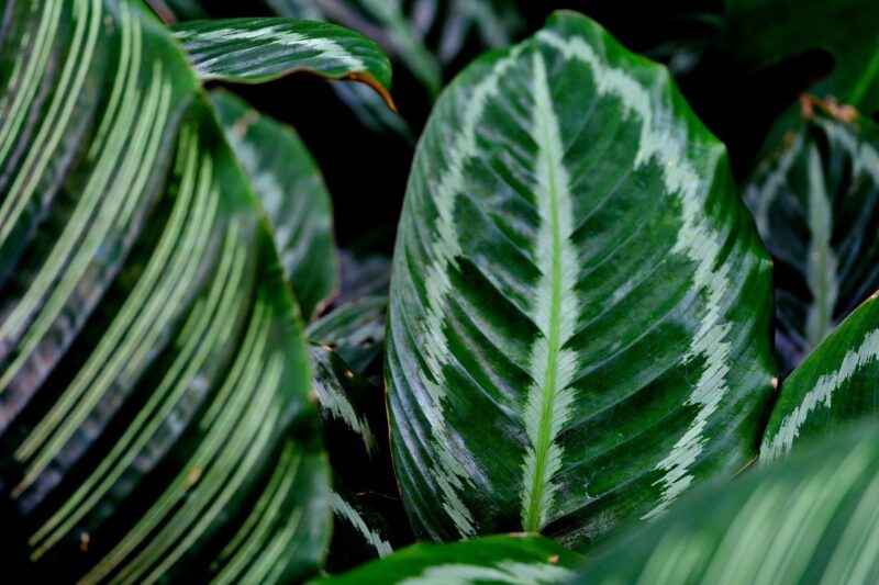 leaves, plant, calathea