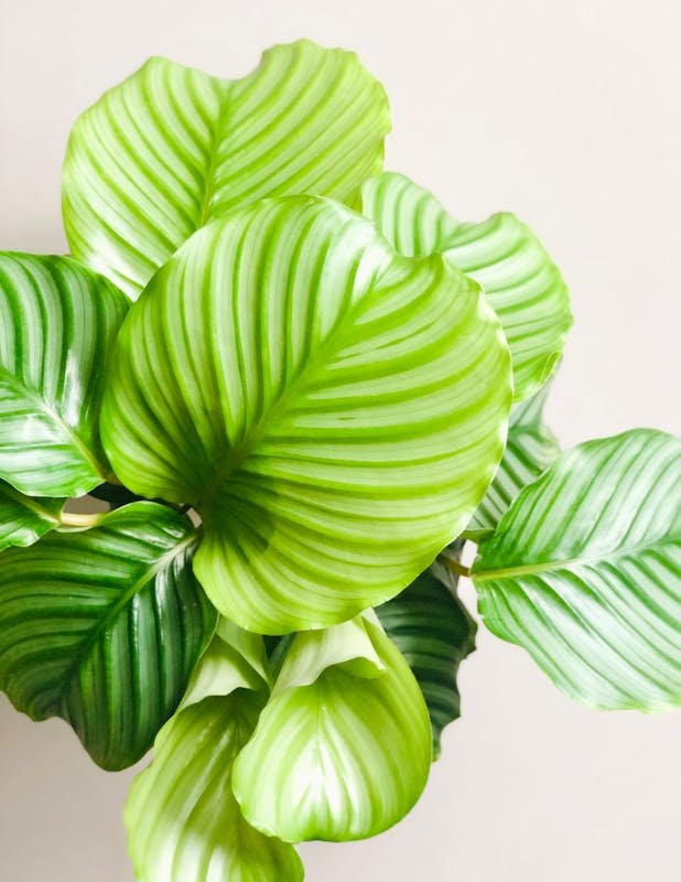 A Close-up Shot of Fresh Green Leaves