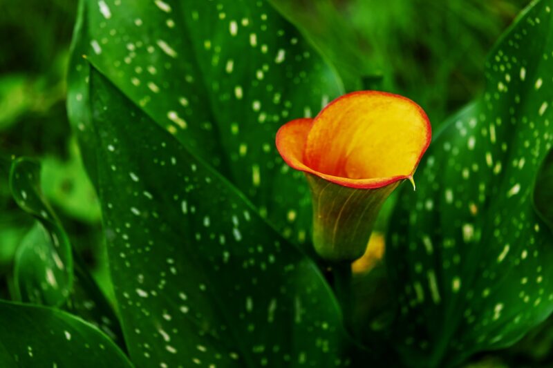 calla, calla lily, flower