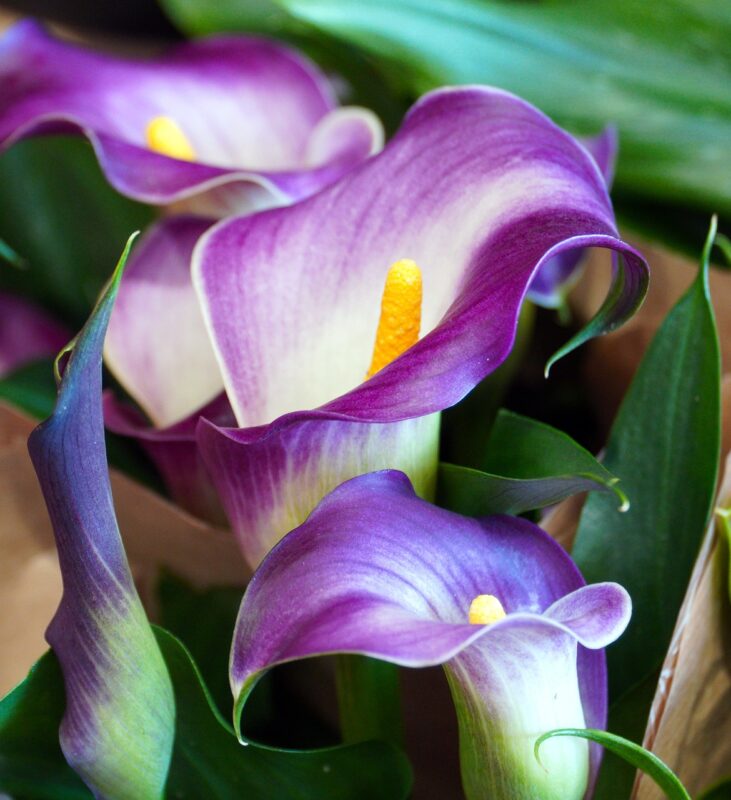 calla lily, flowers, plant