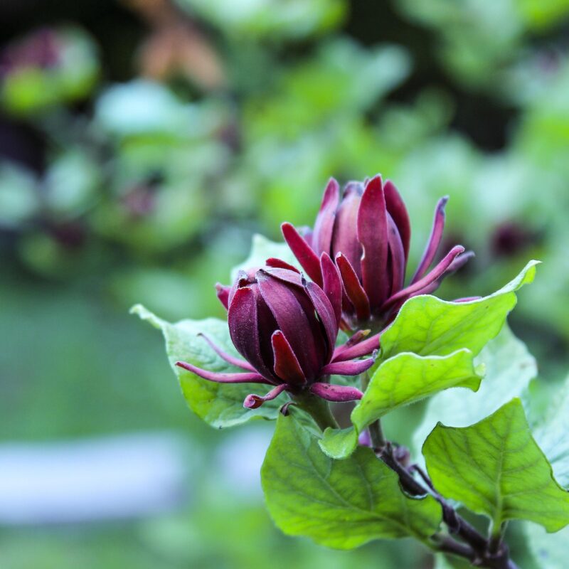 sweet shrub, calycanthus floridus, dark red, flower wallpaper, flower, beautiful flowers, decoration, flower background, bloom, green dark, calycanthus floridus, nature, calycanthus floridus, calycanthus floridus, calycanthus floridus, calycanthus floridus