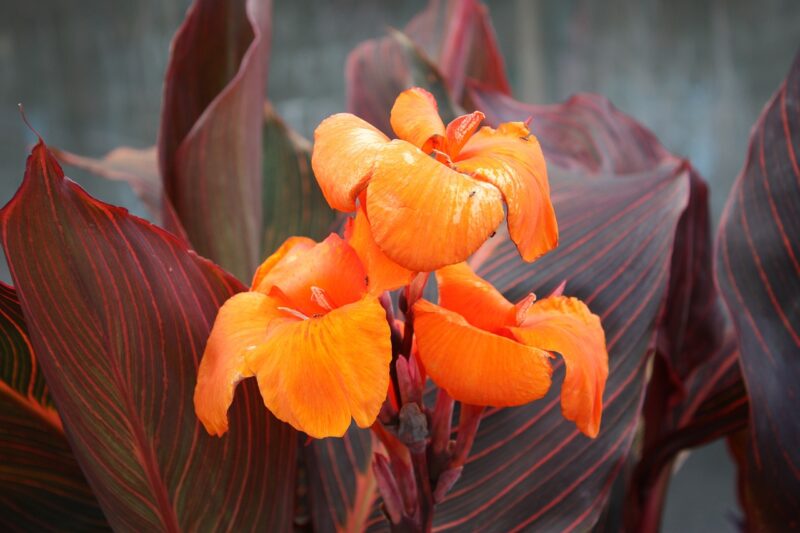 canna lily, canna hybrid, flower