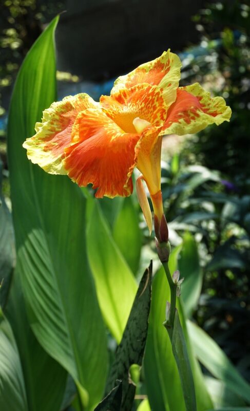 canna lily, flower background, lily