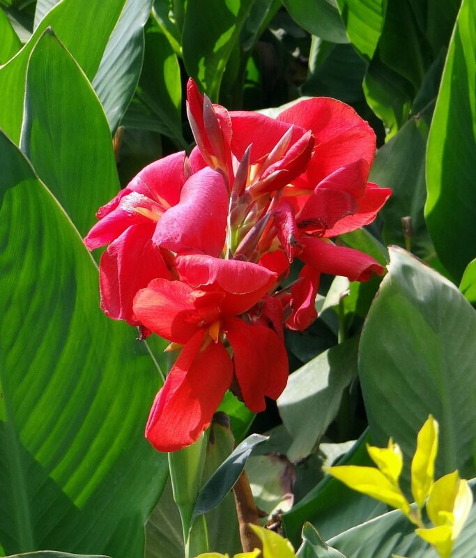 canna, keli, canna lily, flower, red, cannaceae, india, canna, nature, canna, canna, beautiful flowers, canna lily, flower background, canna lily, canna lily, canna lily, flower wallpaper, canna lily