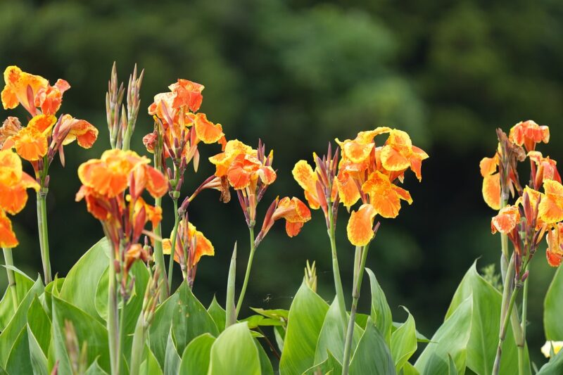 flower, canna, flower wallpaper