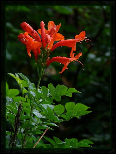 Cape Honeysuckle (Tecoma capensis)