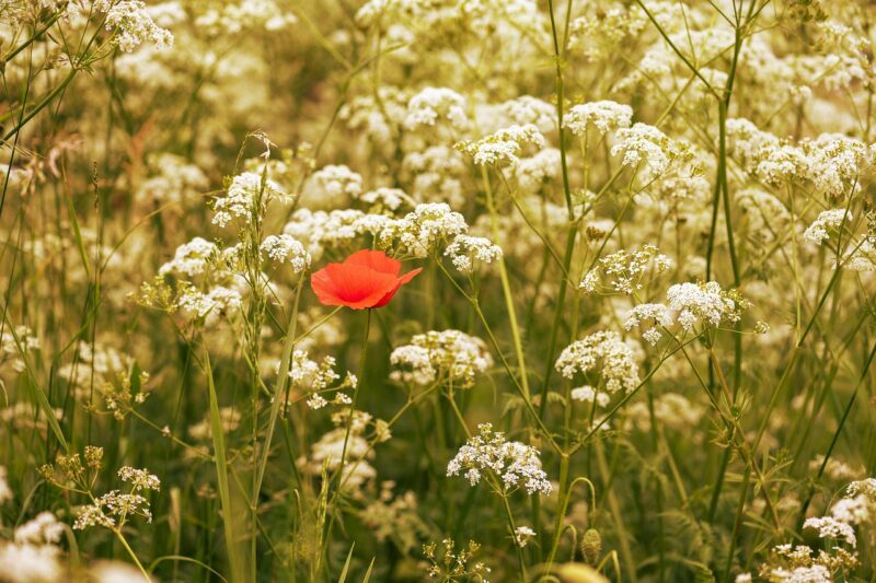 corn poppy, caraway seeds, flowers, beautiful flowers, meadow, flower wallpaper, wildflowers, poppy, plants, field, nature, flower background, summer, wayside, closeup