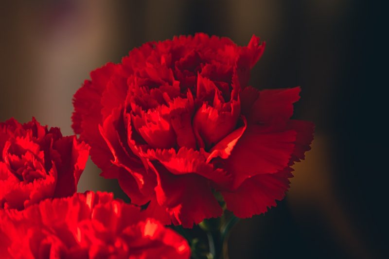 carnations, flowers, beautiful flowers